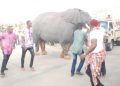 2017 Anambra Day – An Elephant Displayed Live