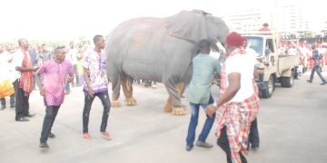 2017 Anambra Day – An Elephant Displayed Live