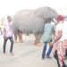 2017 Anambra Day – An Elephant Displayed Live